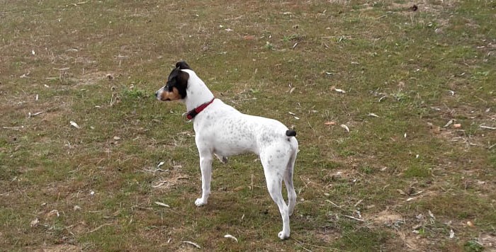 WPF y la clase&nbsp;canina